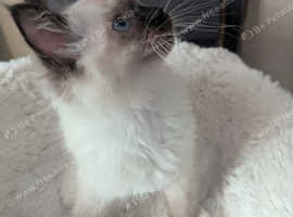 Beautiful ragdoll females