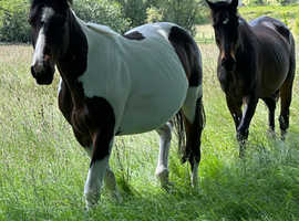 Looking for DIY grass livery around Durham county area