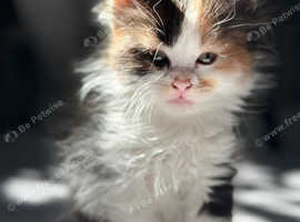 Maine coon cross domestic cat