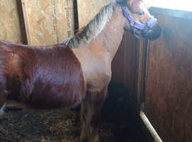 Beautiful 2yr filly 4 whites
