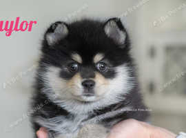 Female pomsky puppy available