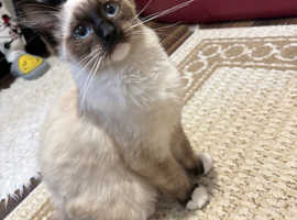 Seal point mitted Ragdoll kitten for sale