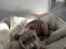 American Pocket bully