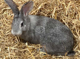 Two Male Stunning Chinchilla Rabbits For Sale