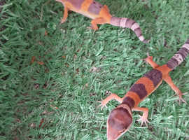 Leopard geckos for sale