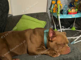 Female chocolate pocket bully