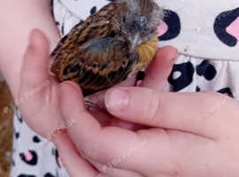 Canaries