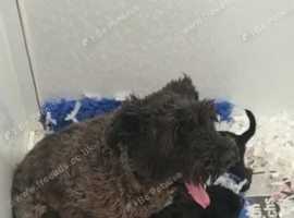 Miniature schnauzer puppies for sale