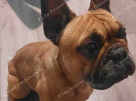 Male French bulldog kc registered