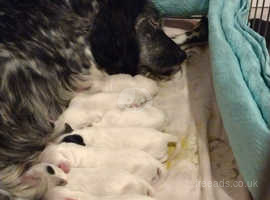 English setter puppies ready to go to new home