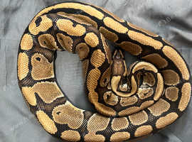 Ball python red striped het clown felmale