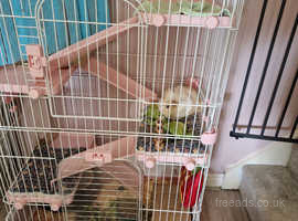 Chincilla/rat small animal cage for sale