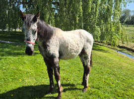 Grade a appaloosa filly