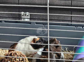 2 x female Guinea pigs