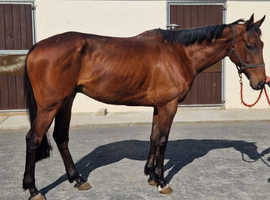 Stunning and substantial 17h 9yo Irish NH /Pt2Pt ROR bay TB gelding