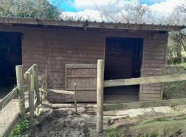 GELDING MINI SHETLAND WANTED.