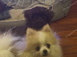 2 Females for Sale