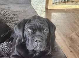 Pedigree Cane Corso puppies