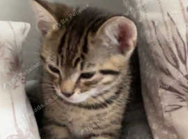 Young tabby for sale