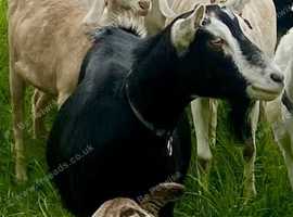 Alpine nanny goat