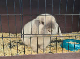 Blue sallander male rabbit free to good home