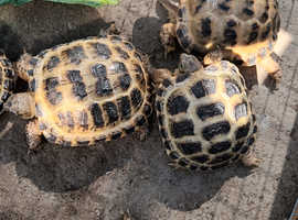 Horsfield tortoises ready now licenced