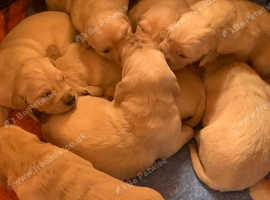 Golden retriever puppies looking for ever homes