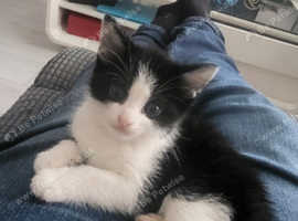2 kittens 1 male 1 female