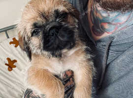 2x Pugzu's left