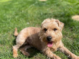 Lovely Norfolk terrier girl looking for an experienced family