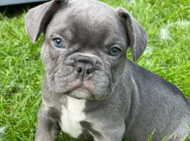 Stunning litter of Lilac and Tan French Bulldogs for sale in Derbyshire
