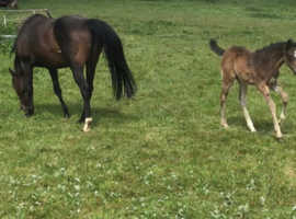 Winner producing broodmare by PIVOTAL.