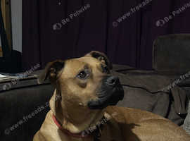 Ridgeback mix for sale!