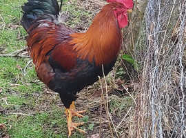 Pure lg fowl welsummer cockeral