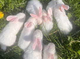 New Zealand bunnies