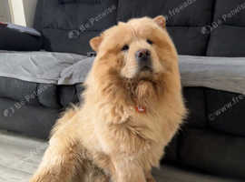 Need to rehome 2 beautiful dogs