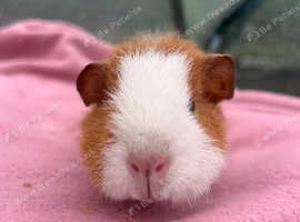 Baby Teddy Guinea Pigs