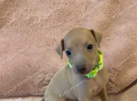 Fawn, Blue Fawn & Blue KC Registered