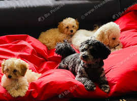Shihpoo puppies for sale