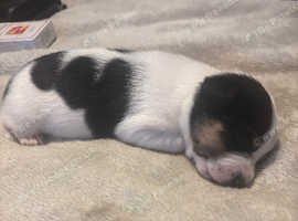 I have for sale 3boys and 2 girl Jack Russell puppies for sale