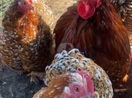 MILLEFLEUR PEKIN BANTAMS - SMOOTH & FRIZZLE AVAILABLE