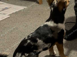 Merle Jackrussle  bitch pm for price