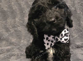 Ready now Stunning F1 cockerpoo