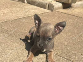 RESERVED Blue sable female chihuahua