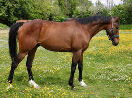 16hh thoroughbred gelding
