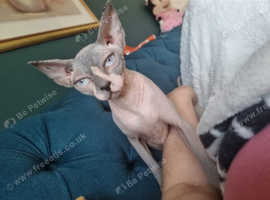 Beautiful 2 year old female sphynx