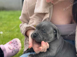 Blue Staffordshire Bull terrier Puppies