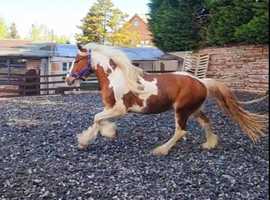 Rising 3 in Oct coloured gelding to make 14.3