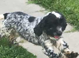 Cocker spaniel stud