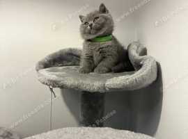 Beautiful British Shorthair Kitten